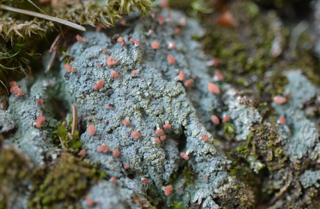Rosa Köpfchenflechte (Dibaeis baeomyces) - © Bernard Wieser